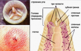 La estructura de la cabeza de la sanguijuela y el rastro de su mordedura