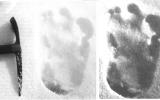 Photo trace of an unknown animal, obtained by Shipton and Ward. To the right is the same image showing more detail at high optical density.
Translated by «Yandex.Translator»