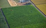 Крупнейший в мире природный лабиринт&nbsp;Cool Patch Pumpkins,&nbsp;занесенный в Книгу рекордов Гиннесса, располагается на кукурузном поле площадью более 180 тысяч квадратных метров у американского&nbsp;города Диксон,&nbsp;штат Калифорния.&nbsp;Период работы:&nbsp;с 15 сентября по 5 ноября

Лабиринты на кукурузных полях&nbsp;— Corn Maze —&nbsp;&nbsp;есть во многих американских штатах и европейских странах. Часто их устраивают не просто ради забавы, а как популярный объект агротуризма.

Проходы между злаков могут делать так, чтобы, глядя сверху, можно было видеть различные сюжетные рисунки, надписи, портреты и т. д. Иногда, чтобы привлечь посетителей, организаторы устраивают целые представления в стиле фильмов ужасов.
