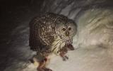 Owl with prey
Translated by «Yandex.Translator»