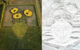 The crop: sunflowers in summer and winter.

For over 30 years American artist in the truest sense of the word plow in the field of fine art, then otkapyvaya new techniques. The author describes an unusual agricultural work "earthworks" ("Earthworks"). Among his drawings in the margins - portraits, still lifes and (funny enough) landscapes.
Translated by «Yandex.Translator»
