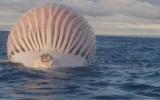 Во время плавания в Тихом океане два рыбака нашли необычный круглый объект и подумали, что это огромный воздушный шар или даже корабль пришельцев. При ближайшем рассмотрении оказалось, что это мертвый кит, тело которого раздулось.
