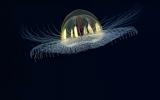 Морские биологи из&nbsp;Национального управления по&nbsp;исследованию океанов и&nbsp;атмосферы засняли глубоководную медузу из&nbsp;семейства rhopalonematid trachymedusa. И&nbsp;она похожа на&nbsp;НЛО!

Вряд ли кто-то сможет принять ее за реальное НЛО в естественной среде обитания, однако ее внешний вид (на фото или при монтаже) вполне можно выдать за неопознанный объект.
