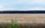Пример фотографий естественного полегания на полях Воронежской области.
