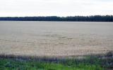 Пример фотографий естественного полегания на полях Воронежской области.
