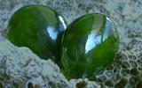 Валония пузатая - tipo de algas verdes. Se conoce bajo los nombres de "alga-burbuja" y "los ojos de la gente de mar". Se encuentra en todo el mundo en áreas tropicales y subtropicales.

Por su forma puede variar, desde esférica hasta ovalada, color de la hierba-verde a verde oscuro. En el agua puede parecer de plata, el color de la onda de mar e incluso черноватым. La intensidad del color depende del número de хлоропластов en la jaula. La superficie de las algas altamente brillante como el cristal.
Traducido del servicio de «Yandex.Traductor»