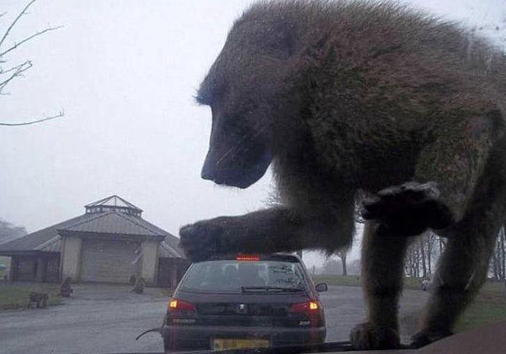Гигантский бабуин нападает на&nbsp;автомобиль. Или нет.

©&nbsp;Skweebinstein / Reddit
