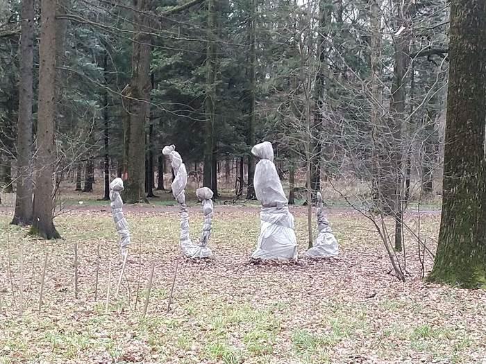 Wrapping small trees in a film for protection for the winter period