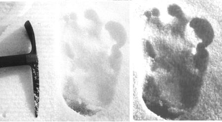 Photo trace of an unknown animal, obtained by Shipton and Ward. To the right is the same image showing more detail at high optical density.
Translated by «Yandex.Translator»