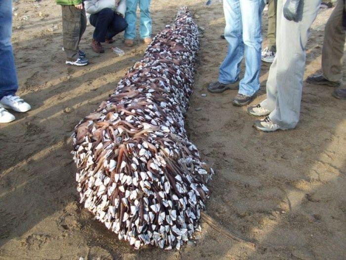 Деревянный столб, весь покрытый вполне земными существами – усоногими ракообразными, так называемыми морскими уточками.
