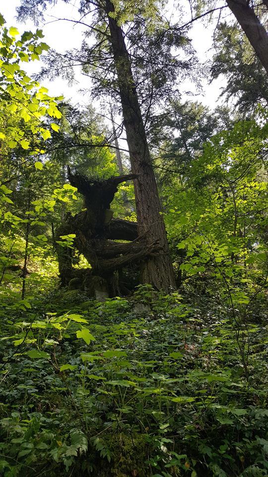 Поваленное дерево в лесу

