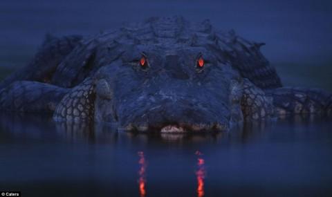 The eyes of crocodiles are equipped with an interesting biological device: most of the light rays entering the eye are captured by the retina-a layer of light-sensitive cells in the back of the eye. But weak light rays pass through the retina and fall on the "mirror" - a layer of reflective fabric. Reflected from the "mirror", the rays fall on the retina and are captured by light-sensitive cells. The "mirror" not only helps crocodiles see in the dark, but also makes their eyes glow. 