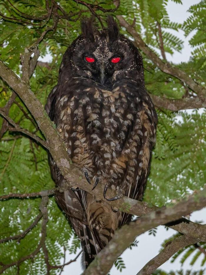 При искусственном освещении глаза стигийской&nbsp;ушастой совы светятся ярко-красным светом, что вкупе с тёмным оперением, ночным образом жизни и перьевыми «рожками», является причиной мрачной репутации этой птицы, которая&nbsp;часто ассоциируется у людей с дьяволом
