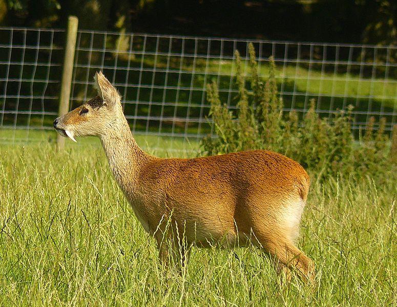 Water deer or marsh musk deer (the name given by Russian border guards, who have repeatedly observed this species) (Lat. Hydropotes inermis).Body length 75-100 cm, height-45-55 cm, weight — 9-15 kg. Horns are absent, in males, powerful upper saber-shaped curved canines protrude 5-6 cm from under the upper lip. The small tail (5-8 cm) is barely noticeable. The overall color is brownish-brown, the upper lip and eye rings are white. The summer coat is short, the winter coat is fluffy, but the undercoat is sparse.