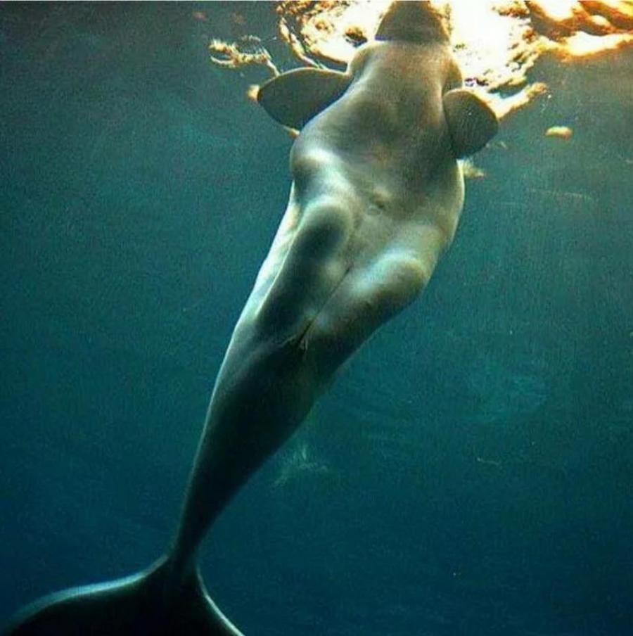 Throughout history, sailors have mistaken Beluga Wales for mermaids because of their human knees.