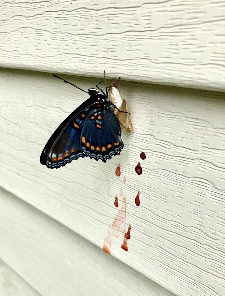 Mariposas excretan meconio - líquido rojo como la sangre, que en realidad consiste en materiales de desecho de la etapa de pupa.