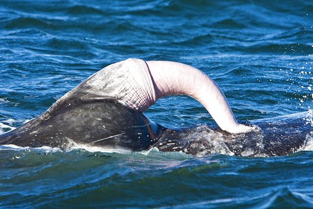 Синий кит. Размер его полового органа - 2,5 - 3 метра, а диаметр - 30-35 сантиметров. Детородный орган не виден, так как он скрывается внутри тела. Выходит же он только тогда, когда кит собирается спариваться.&nbsp;

